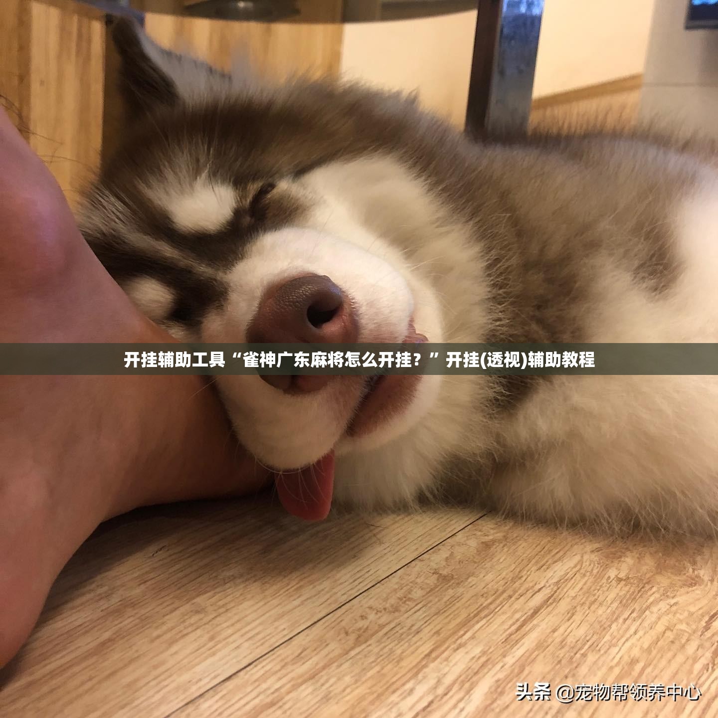 开挂辅助工具“雀神广东麻将怎么开挂？	”开挂(透视)辅助教程