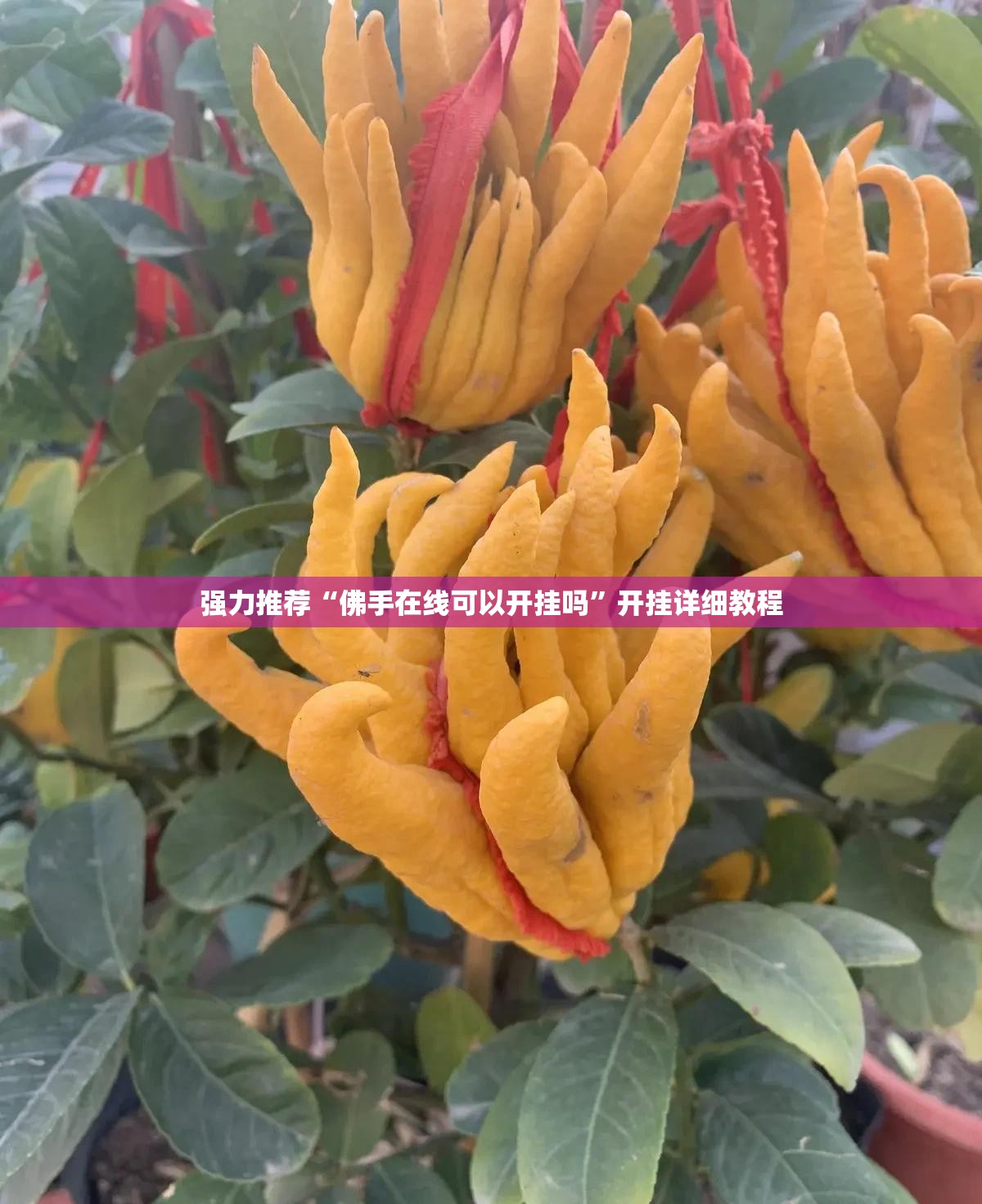 强力推荐“佛手在线可以开挂吗”开挂详细教程
